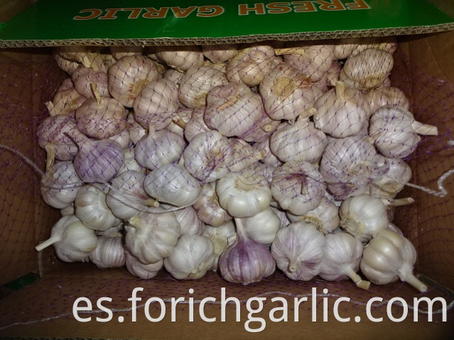 Different Sizes Normal Garlic 2019